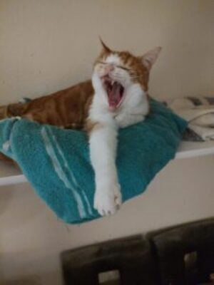 Butters yawning