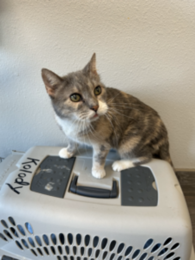 Calico