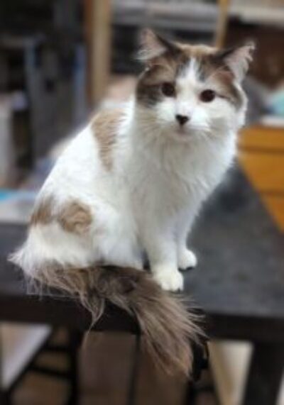 Cece